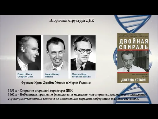 Вторичная структура ДНК Фрэнсис Крик, Джеймс Уотсон и Морис Уилкинс