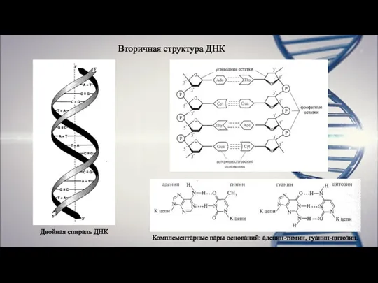 Вторичная структура ДНК Комплементарные пары оснований: аденин-тимин, гуанин-цитозин. Двойная спираль ДНК