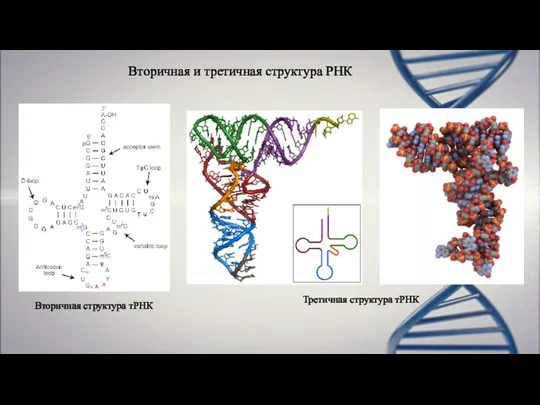 Вторичная и третичная структура РНК Вторичная структура тРНК Третичная структура тРНК