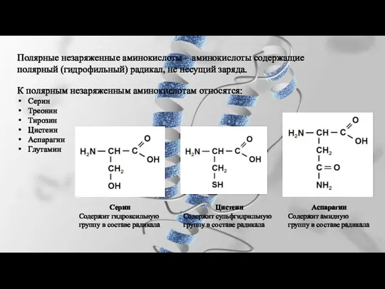 Полярные незаряженные аминокислоты – аминокислоты содержащие полярный (гидрофильный) радикал, не