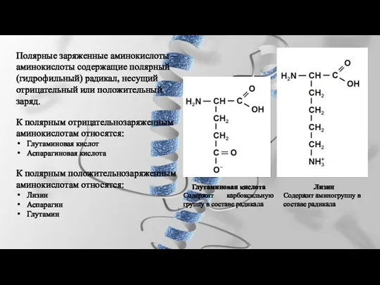 Полярные заряженные аминокислоты – аминокислоты содержащие полярный (гидрофильный) радикал, несущий