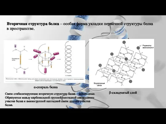 Вторичная структура белка – особая форма укладки первичной структуры белка