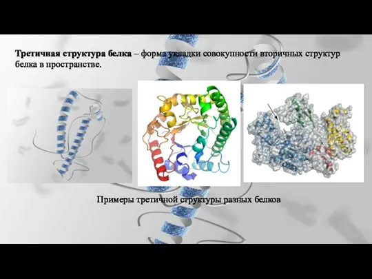 Третичная структура белка – форма укладки совокупности вторичных структур белка