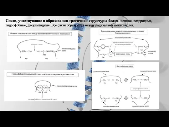 Связи, участвующие в образовании третичной структуры белка: ионные, водородные, гидрофобные,