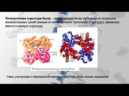 Четвертичная структура белка – конфигурация белка состоящая из отдельных полипептидных