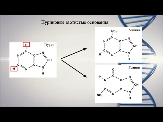 Пуриновые азотистые основания Пурин Гуанин
