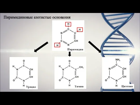 Пиримидиновые азотистые основания Пиримидин Тимин Урацил Цитозин