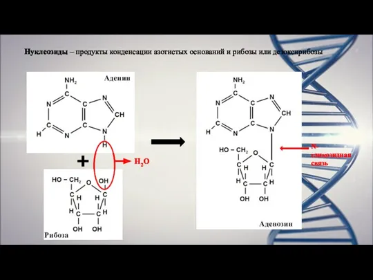 Нуклеозиды – продукты конденсации азотистых оснований и рибозы или дезоксирибозы Рибоза