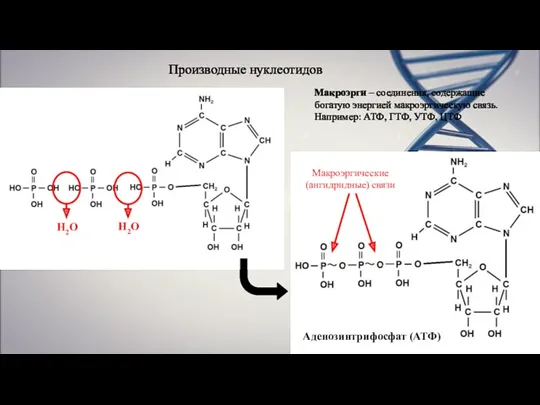 Производные нуклеотидов Н2О Н2О Макроэргические (ангидридные) связи Аденозинтрифосфат (АТФ) Макроэрги