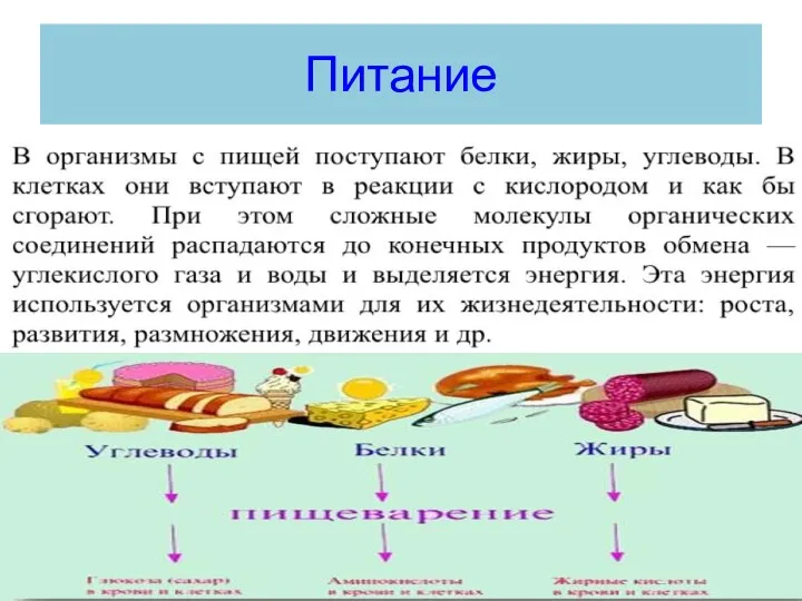 Питание