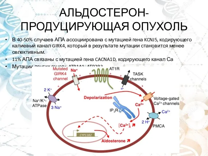 АЛЬДОСТЕРОН-ПРОДУЦИРУЮЩАЯ ОПУХОЛЬ В 40-50% случаев АПА ассоциирована с мутацией гена