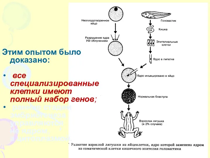 Этим опытом было доказано: все специализированные клетки имеют полный набор