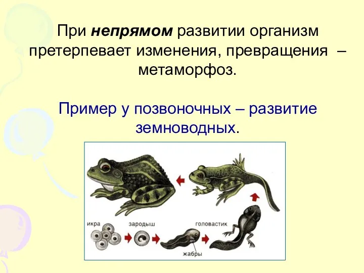 При непрямом развитии организм претерпевает изменения, превращения – метаморфоз. Пример у позвоночных – развитие земноводных.