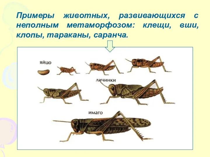 Примеры животных, развивающихся с неполным метаморфозом: клещи, вши, клопы, тараканы, саранча.