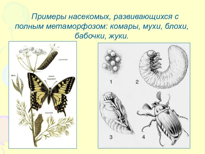 Примеры насекомых, развивающихся с полным метаморфозом: комары, мухи, блохи, бабочки, жуки.