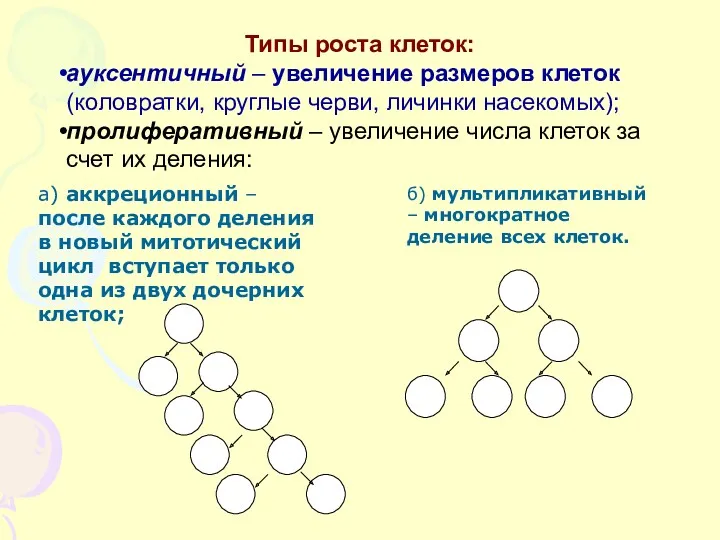 Типы роста клеток: ауксентичный – увеличение размеров клеток (коловратки, круглые