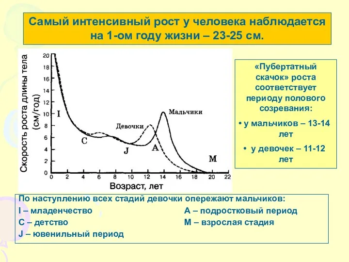 Самый интенсивный рост у человека наблюдается на 1-ом году жизни