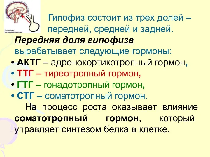 Гипофиз состоит из трех долей – передней, средней и задней.