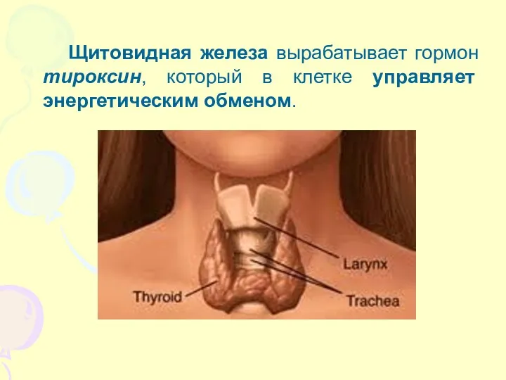 Щитовидная железа вырабатывает гормон тироксин, который в клетке управляет энергетическим обменом.