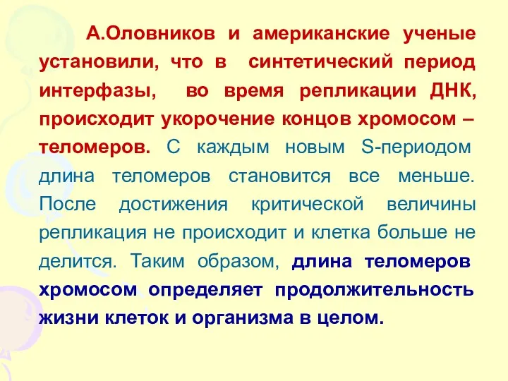 А.Оловников и американские ученые установили, что в синтетический период интерфазы,