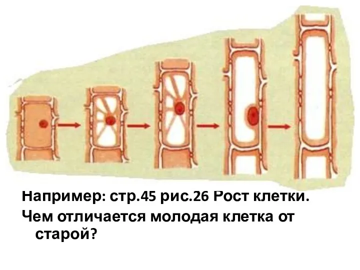 Например: стр.45 рис.26 Рост клетки. Чем отличается молодая клетка от старой?