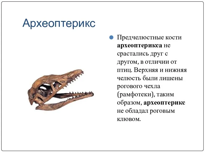 Археоптерикс Предчелюстные кости археоптерикса не срастались друг с другом, в
