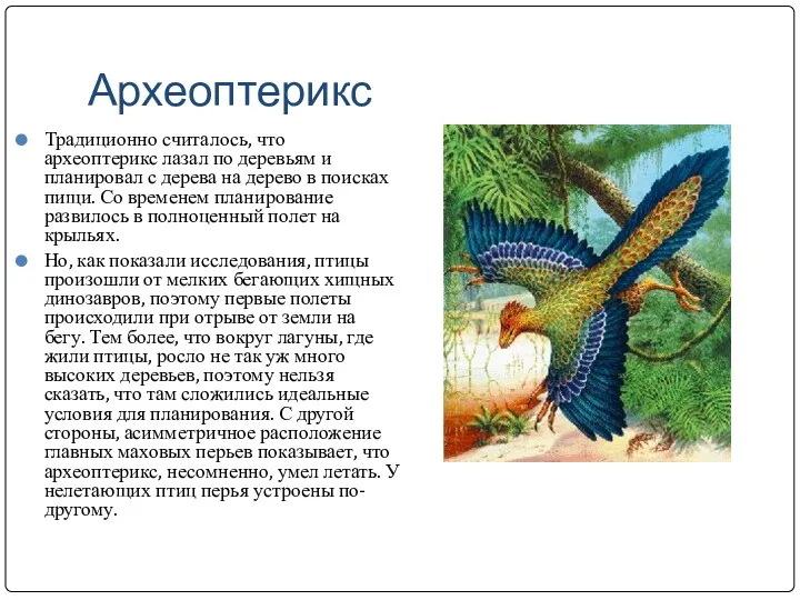 Археоптерикс Традиционно считалось, что археоптерикс лазал по деревьям и планировал