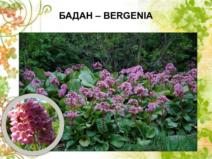 БАДАН – BERGENIA