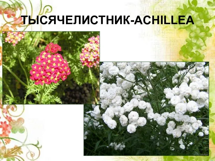 ТЫСЯЧЕЛИСТНИК-ACHILLEA