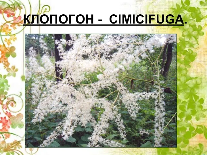 КЛОПОГОН - CIMICIFUGA.