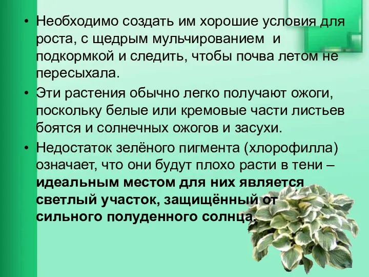 Необходимо создать им хорошие условия для роста, с щедрым мульчированием