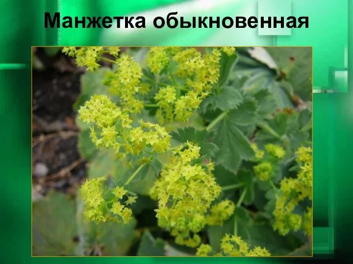 Манжетка обыкновенная