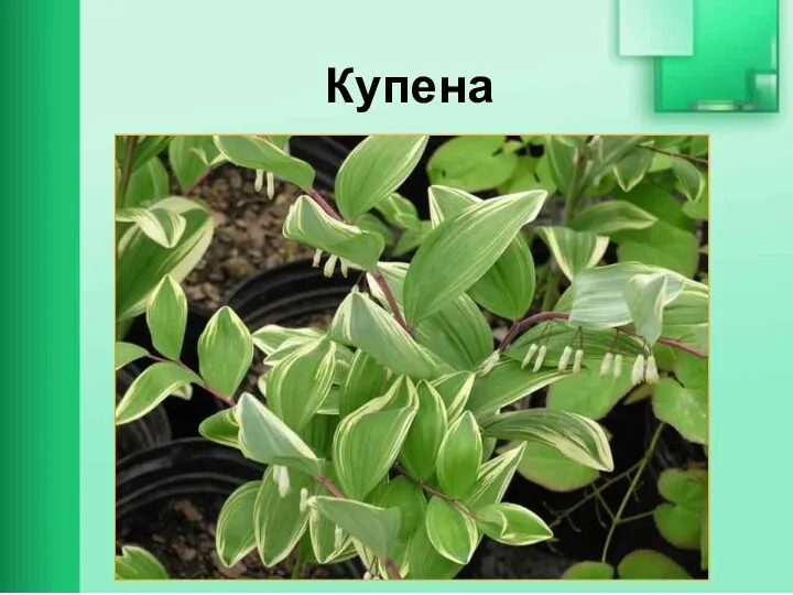 Купена