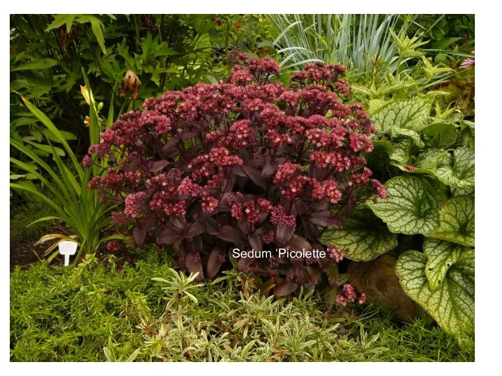 Sedum ‘Picolette’