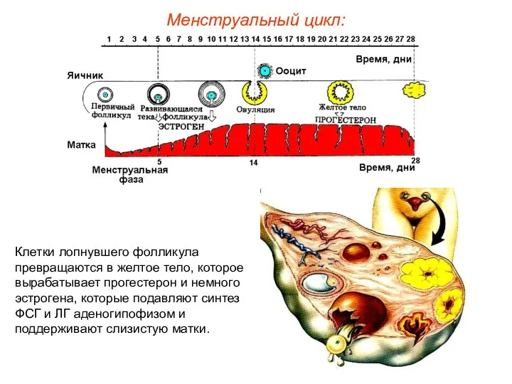 Менструальный цикл: Клетки лопнувшего фолликула превращаются в желтое тело, которое вырабатывает прогестерон и