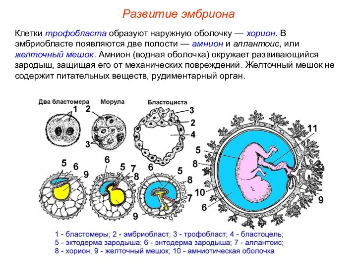 Клетки трофобласта образуют наружную оболочку — хорион. В эмбриобласте появляются две полости —
