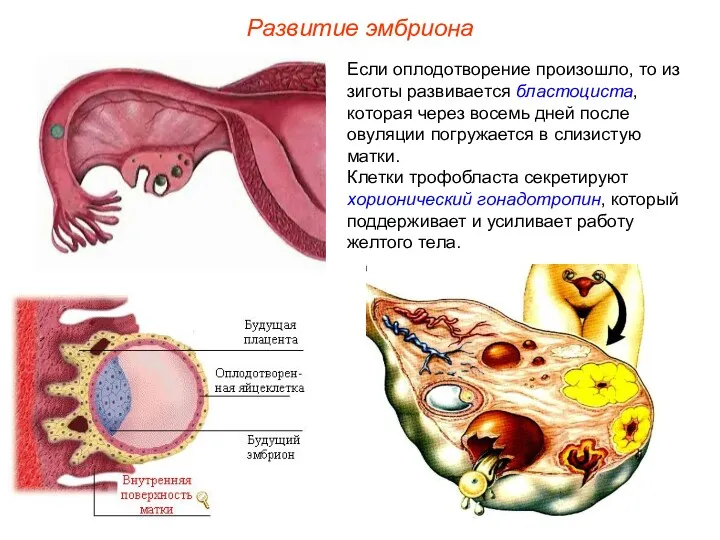 Развитие эмбриона Если оплодотворение произошло, то из зиготы развивается бластоциста, которая через восемь
