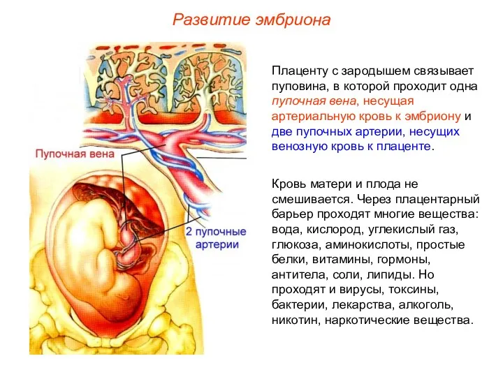 Плаценту с зародышем связывает пуповина, в которой проходит одна пупочная вена, несущая артериальную