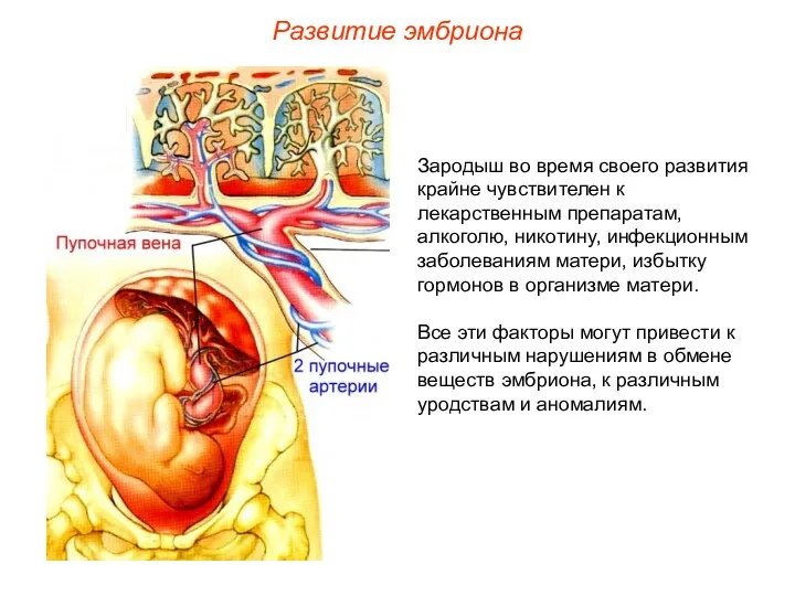 Зародыш во время своего развития крайне чувствителен к лекарственным препаратам, алкоголю, никотину, инфекционным