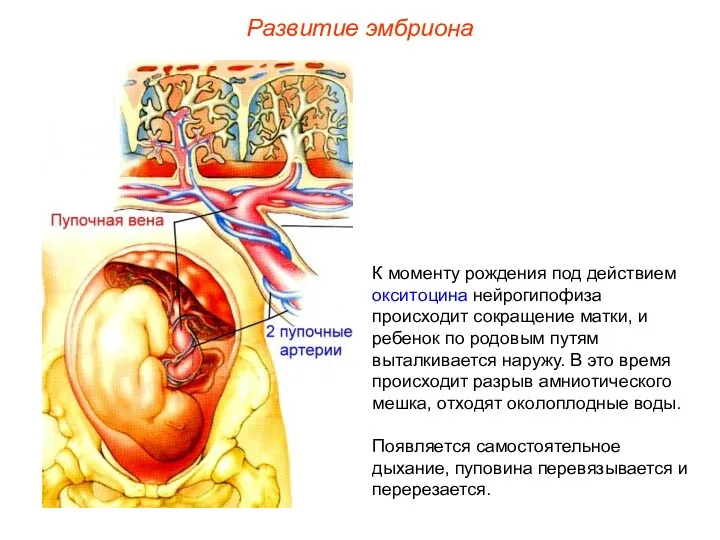 К моменту рождения под действием окситоцина нейрогипофиза происходит сокращение матки, и ребенок по