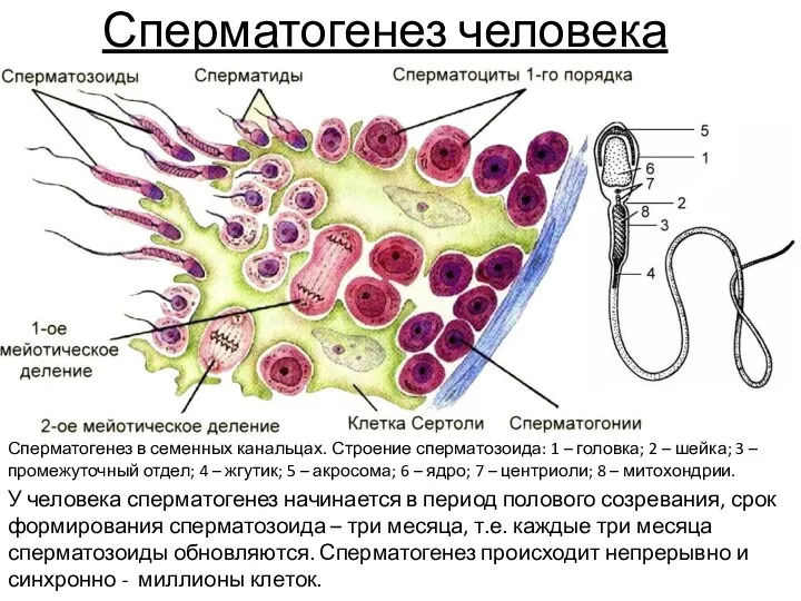 Сперматогенез человека Сперматогенез в семенных канальцах. Строение сперматозоида: 1 –