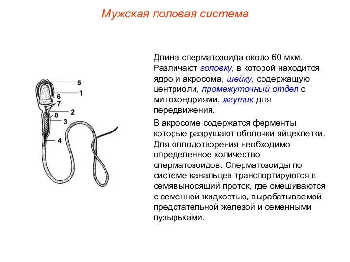 Длина сперматозоида около 60 мкм. Различают головку, в которой находится