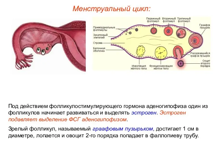Менструальный цикл: Под действием фолликулостимулирующего гормона аденогипофиза один из фолликулов начинает развиваться и