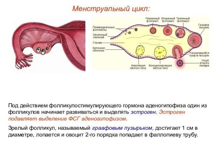 Менструальный цикл: Под действием фолликулостимулирующего гормона аденогипофиза один из фолликулов