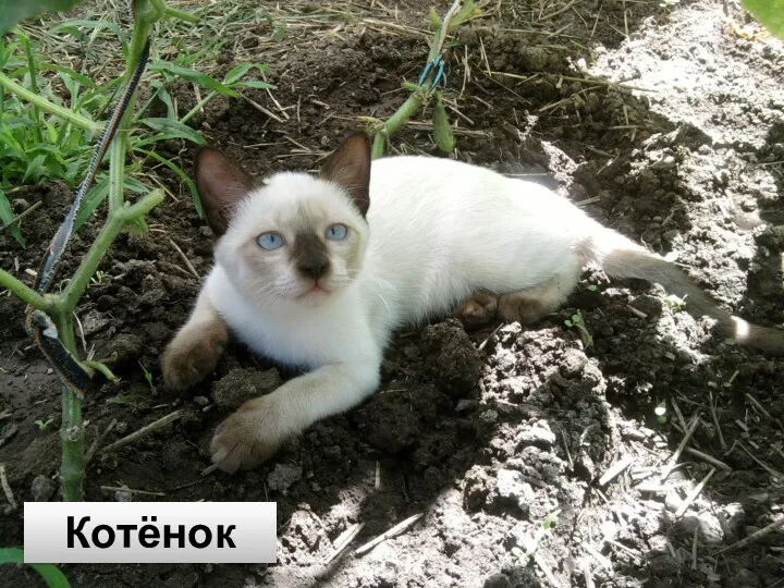 Котёнок