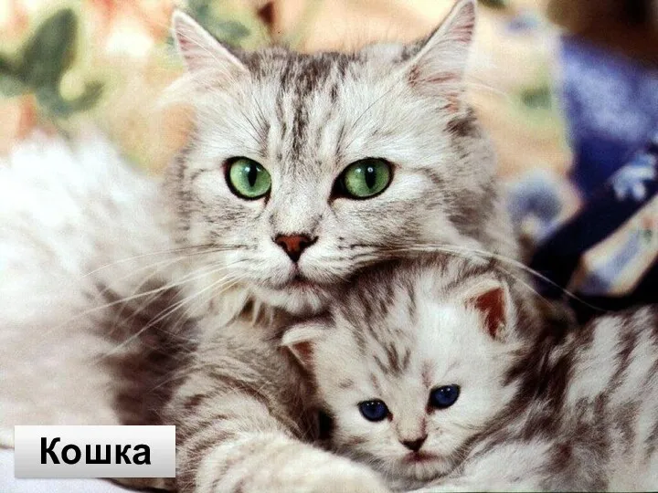 Кошка