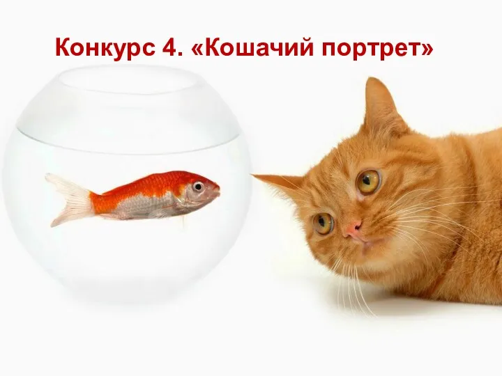 Конкурс 4. «Кошачий портрет»