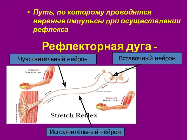 Рефлекторная дуга - Путь, по которому проводятся нервные импульсы при