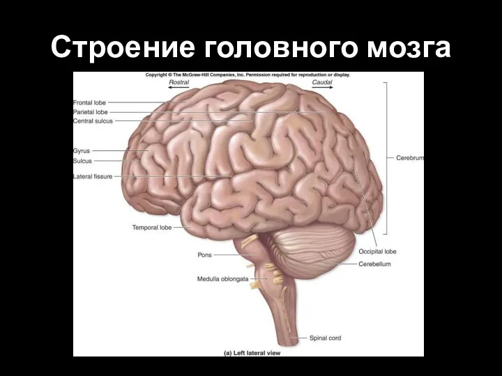 Строение головного мозга