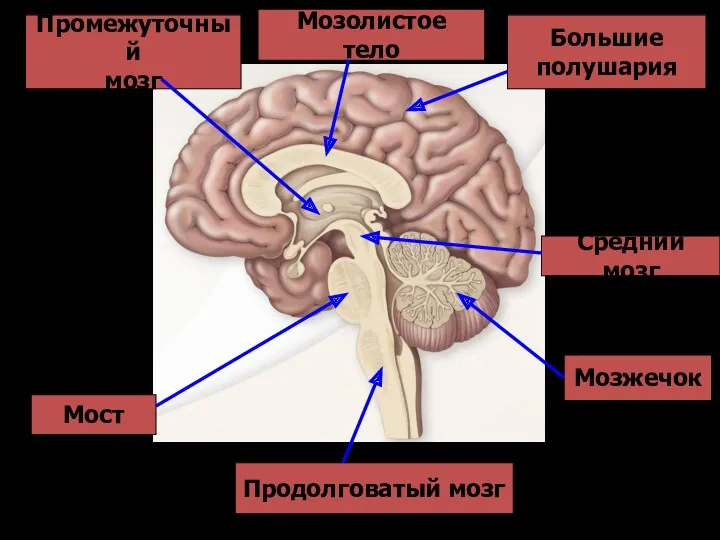 Продолговатый мозг Мост Мозжечок Средний мозг Промежуточный мозг Большие полушария Мозолистое тело